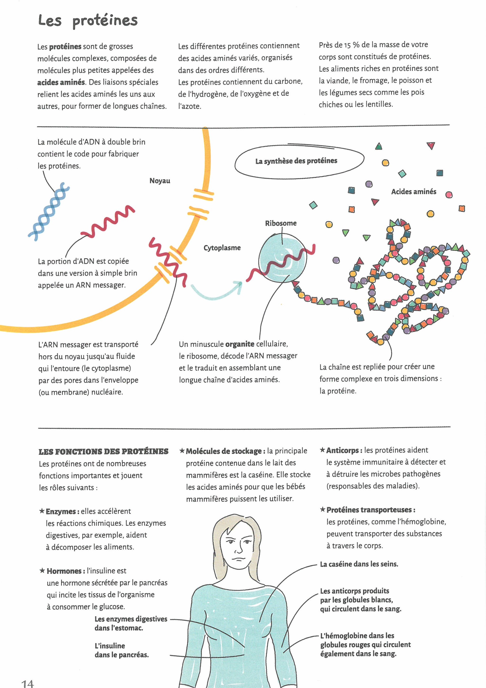 LES BASES DE LA BIOLOGIE EN 70 NOTIONS ILLUSTREES 