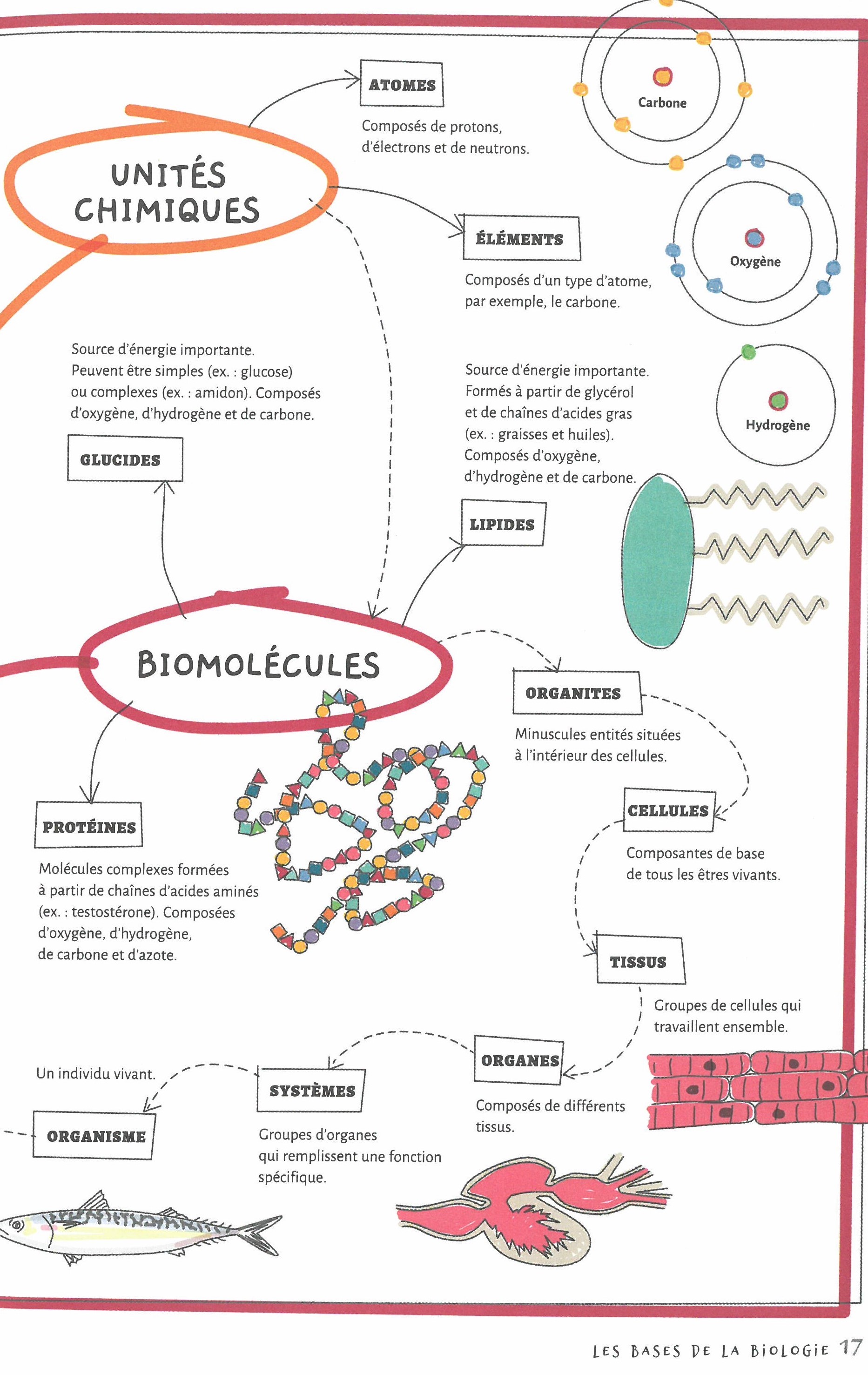 LES BASES DE LA BIOLOGIE EN 70 NOTIONS ILLUSTREES 