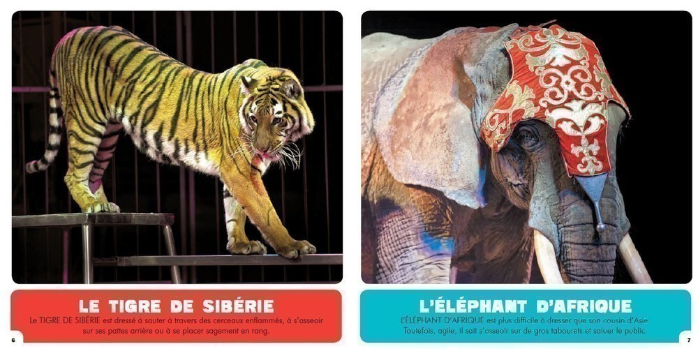 Les Animaux Du Cirque
