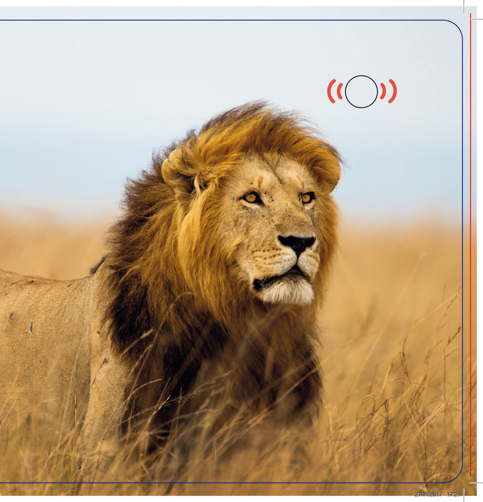 Les Animaux De La Savane