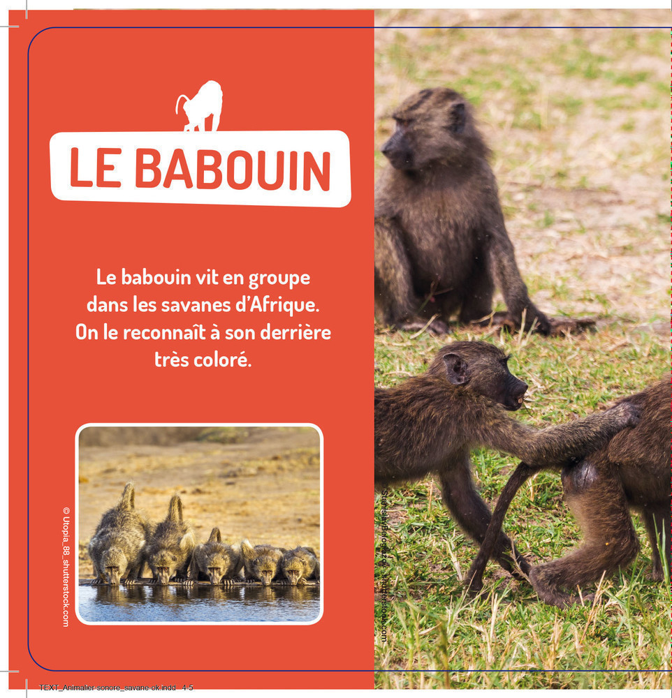 Les Animaux De La Savane