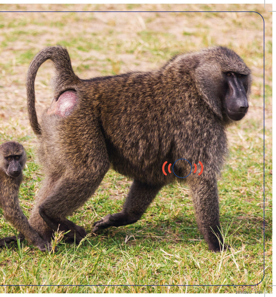 Les Animaux De La Savane