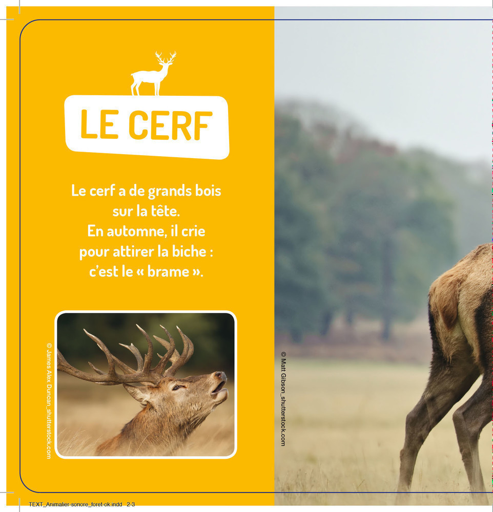 Les Animaux De La Forêt