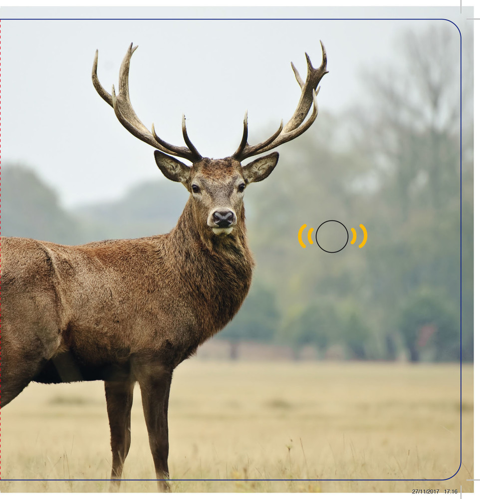 Les Animaux De La Forêt