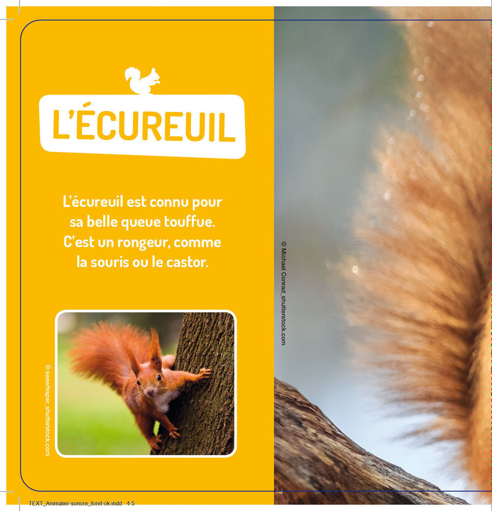 Les Animaux De La Forêt