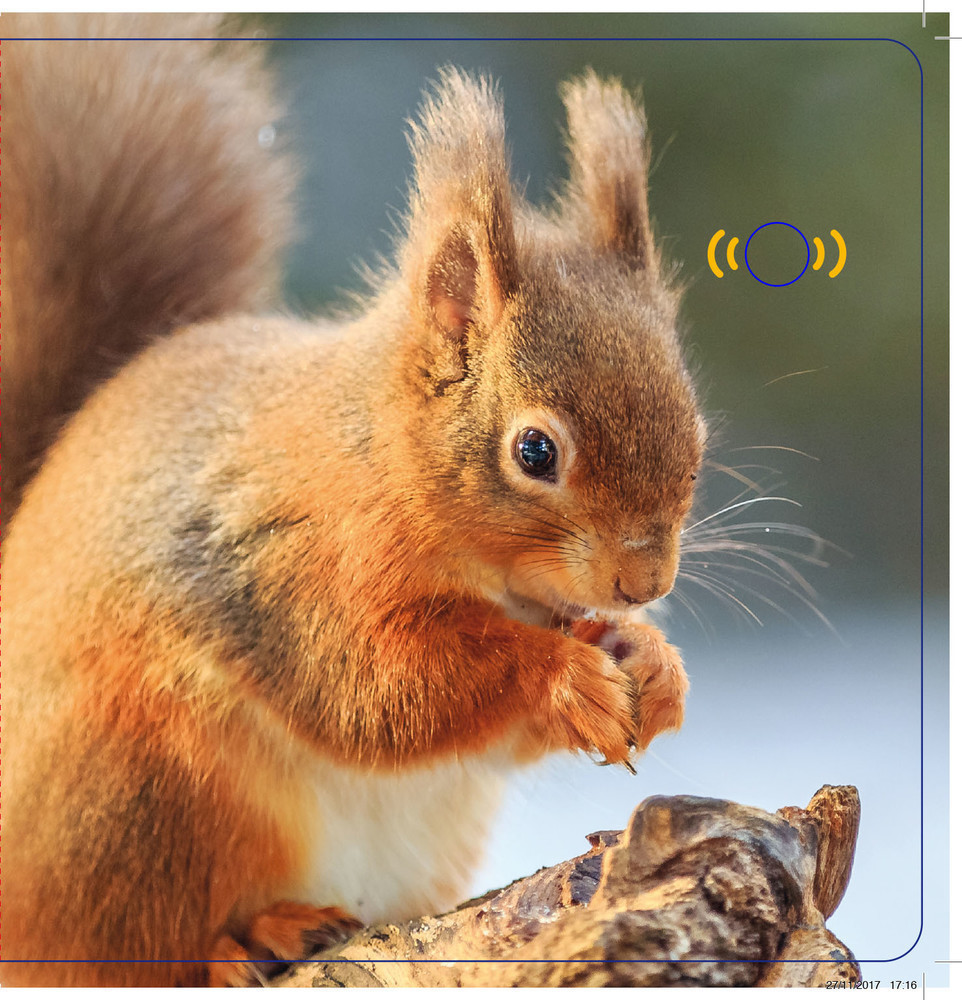 Les Animaux De La Forêt