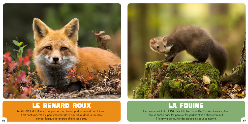 LES ANIMAUX NOCTURNES
