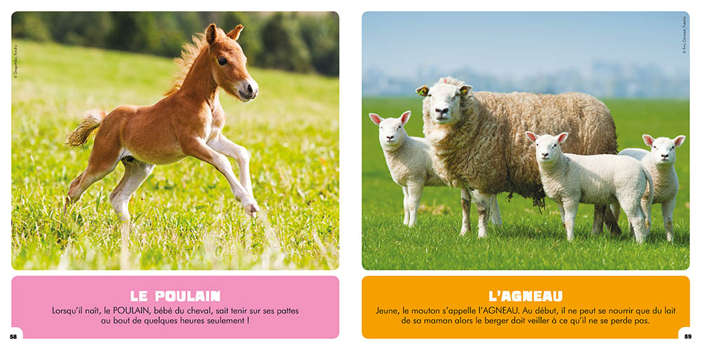 Mon Premier Imagier De La Ferme