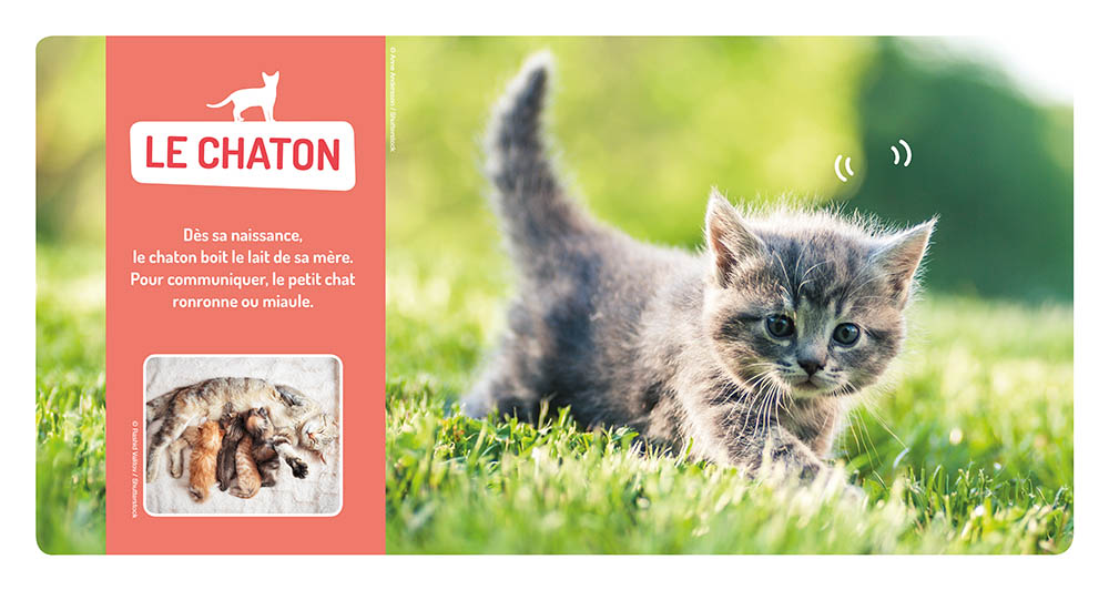 Les Bébés Animaux