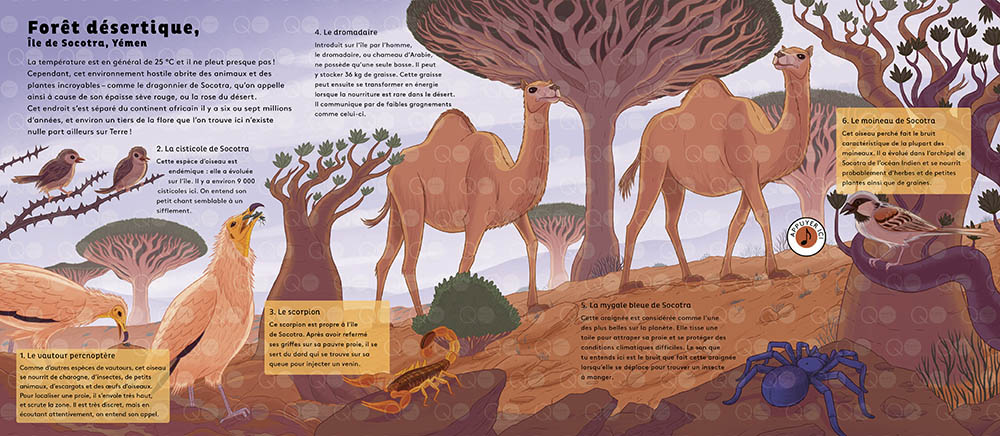 LE MONDE DES FORETS 