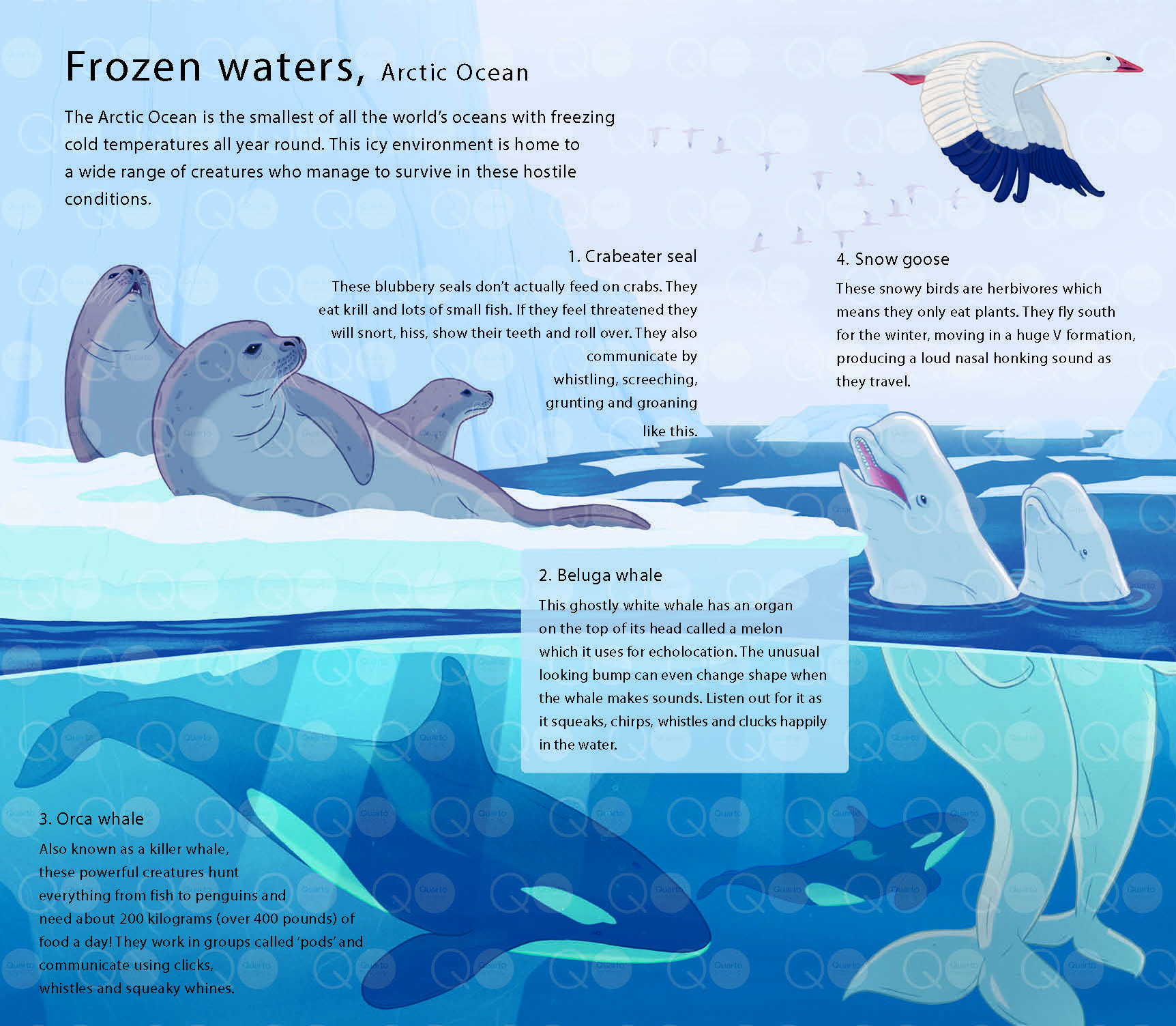 LE MONDE DES OCEANS