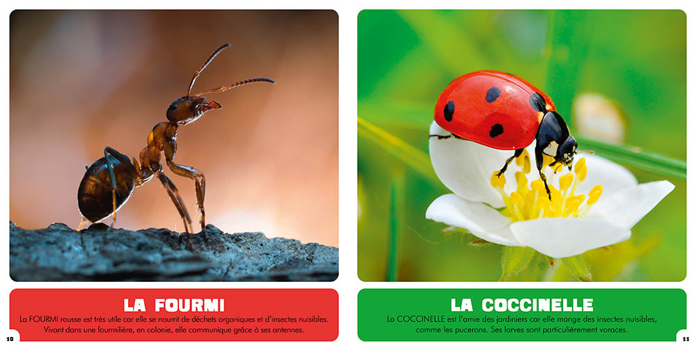 Les Animaux Minuscules