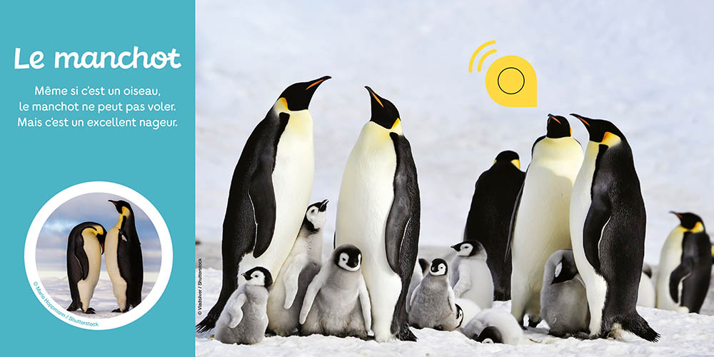 Les Animaux Du Froid