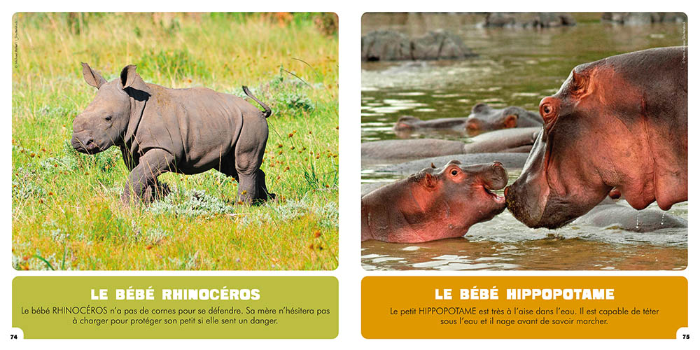Les bébés animaux : 100 photos de bébés animaux