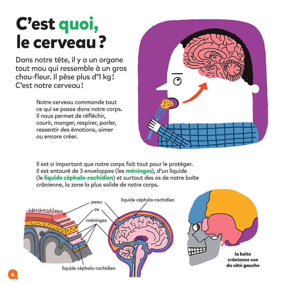 LE CERVEAU