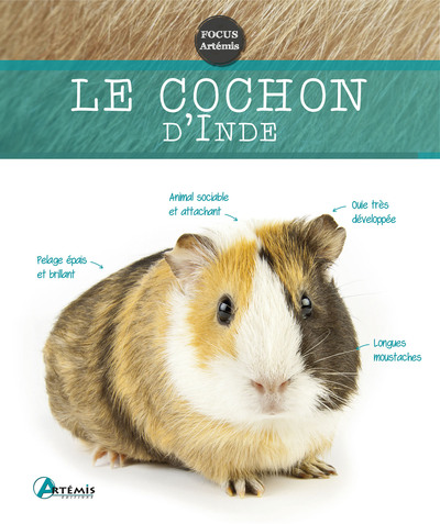Cochon d