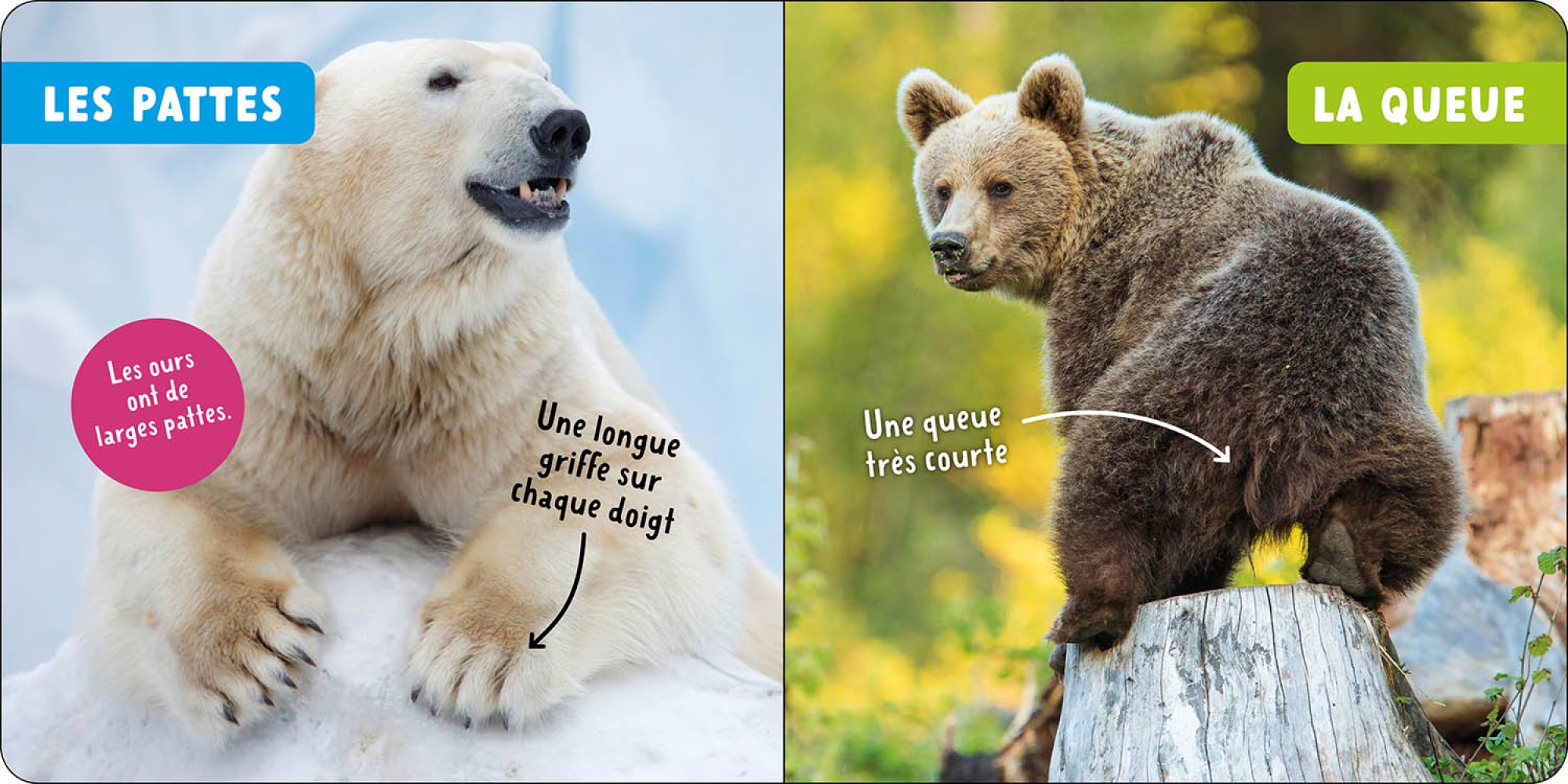 Ours (Les)
