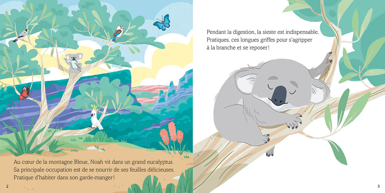 A Safe Home For Noah The Koala