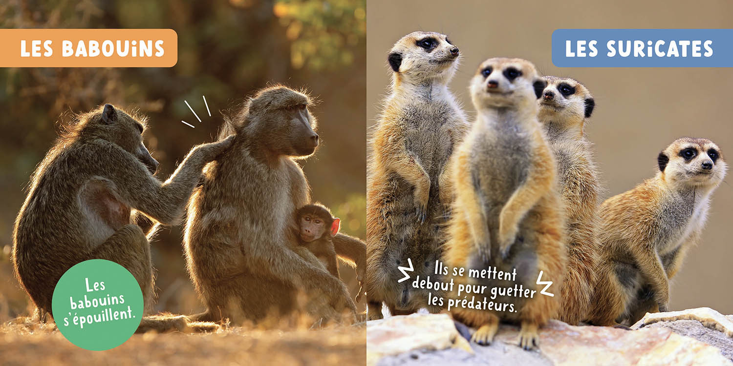 Les Animaux De La Savane