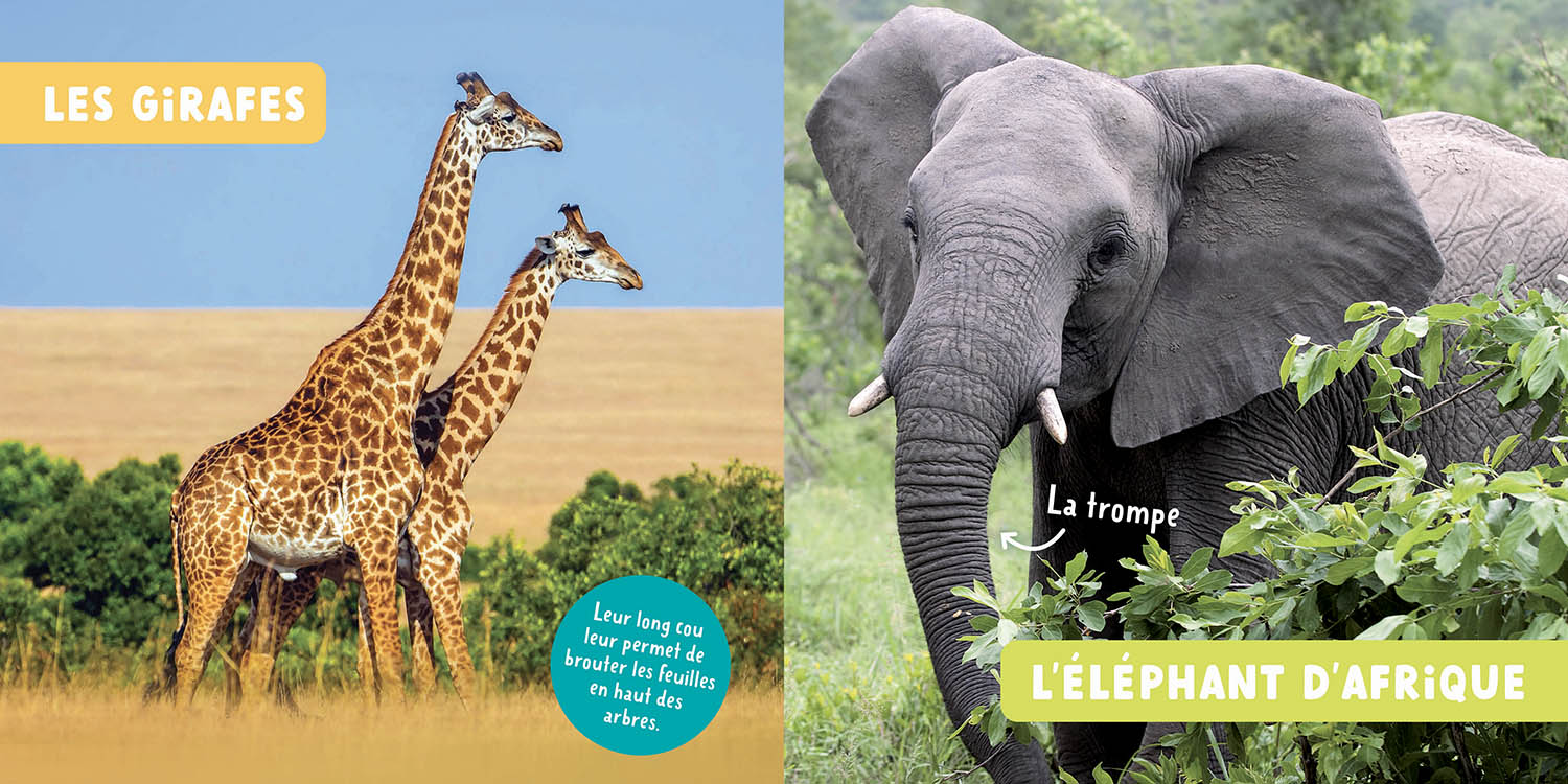 Les Animaux De La Savane