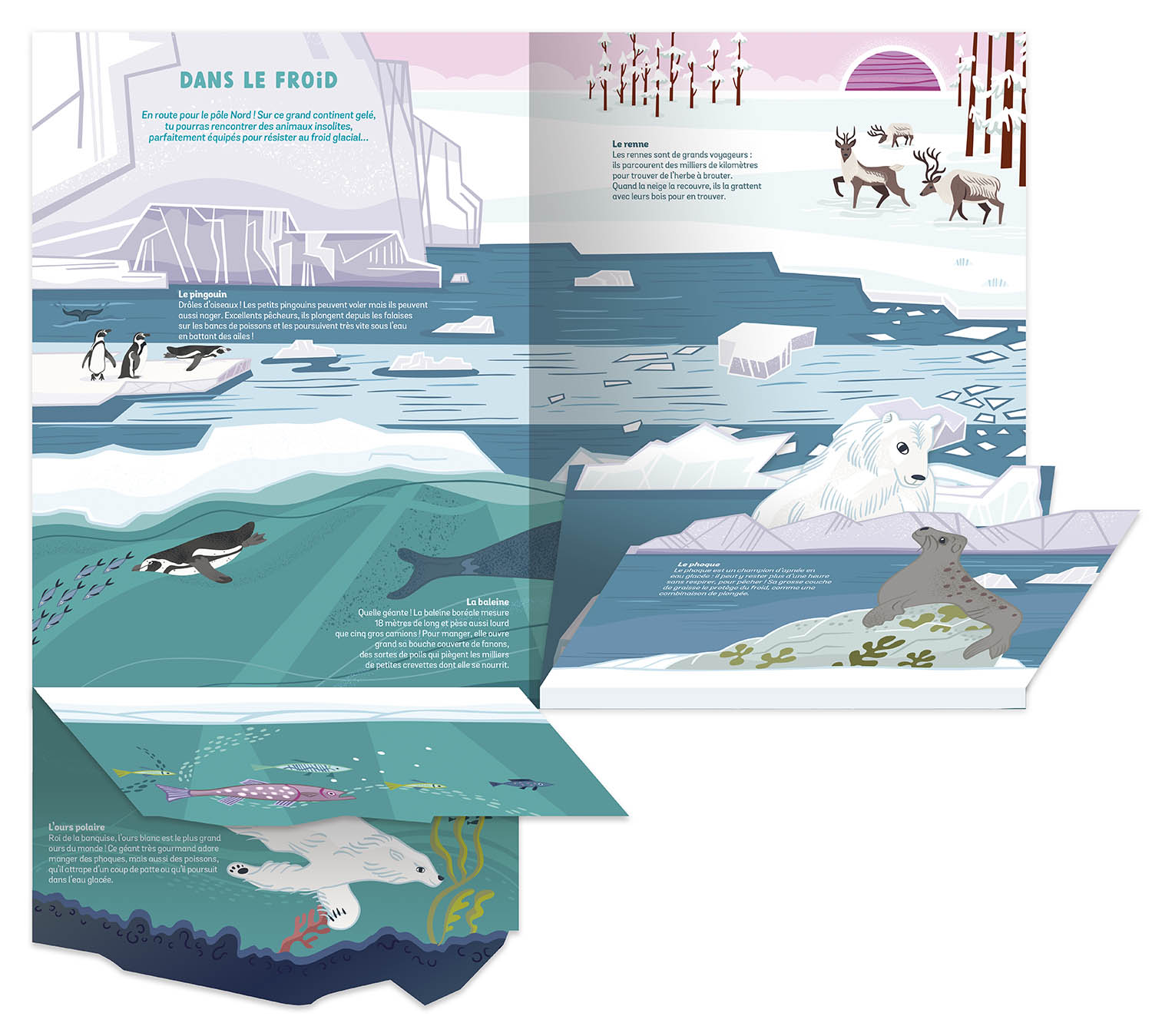 Les Animaux Sauvages - Un Documentaire Animé