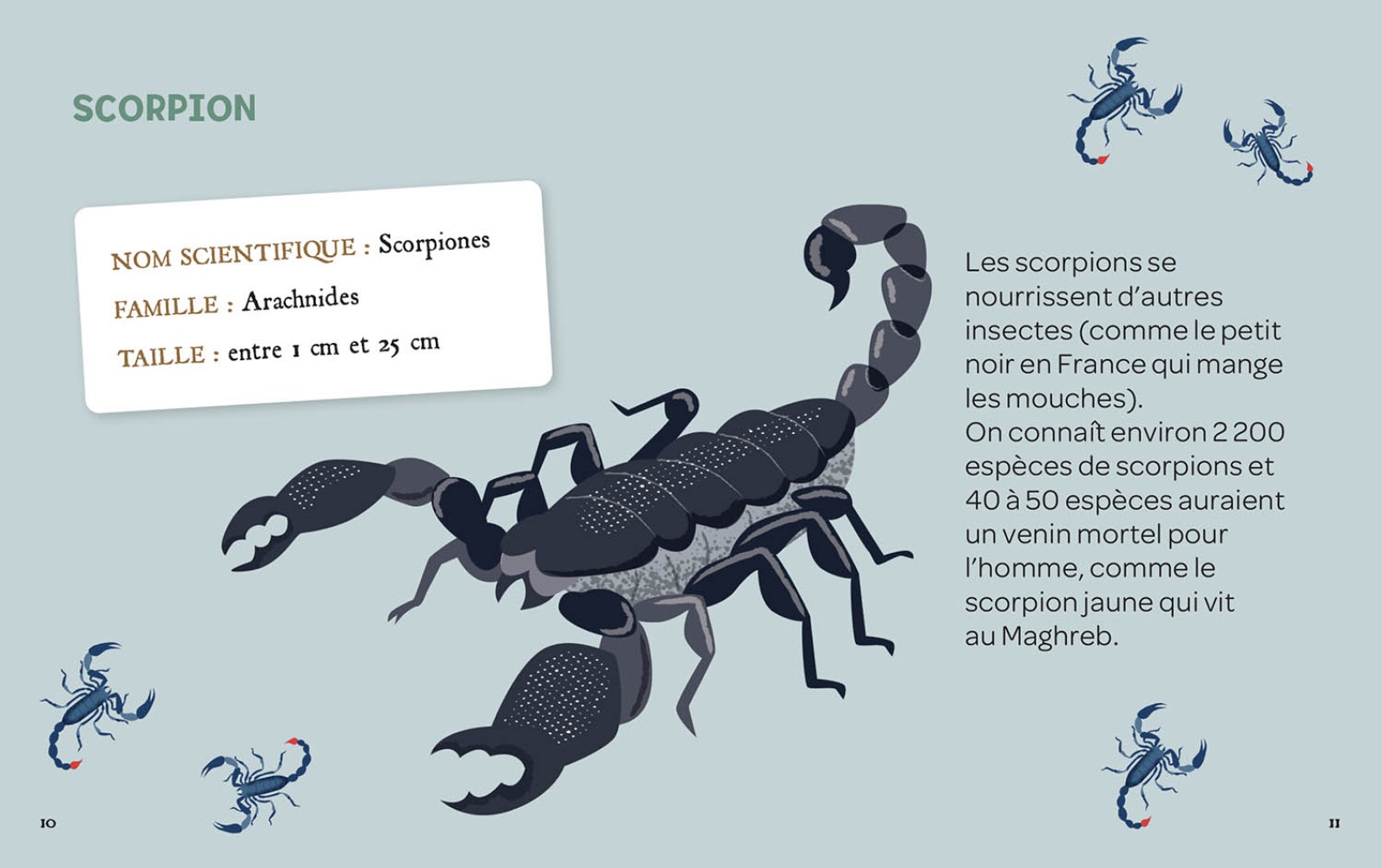 Mes insectes à déterrer