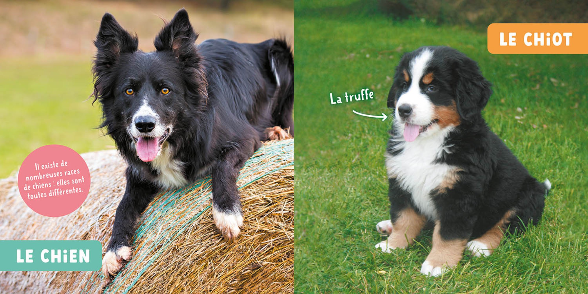 Mon Premier Doc Photo - Les Animaux De La Ferme Mon Premier Doc Photo - Les Animaux De La Ferme