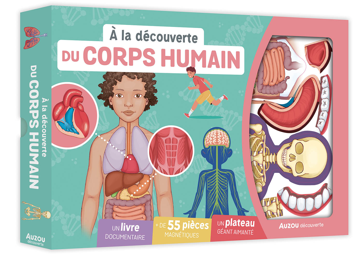 À La Découverte Du Corps Humain À La Découverte Du Corps Humain