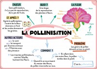 100 Cartes Mentales - Tout Le Programme De 6E