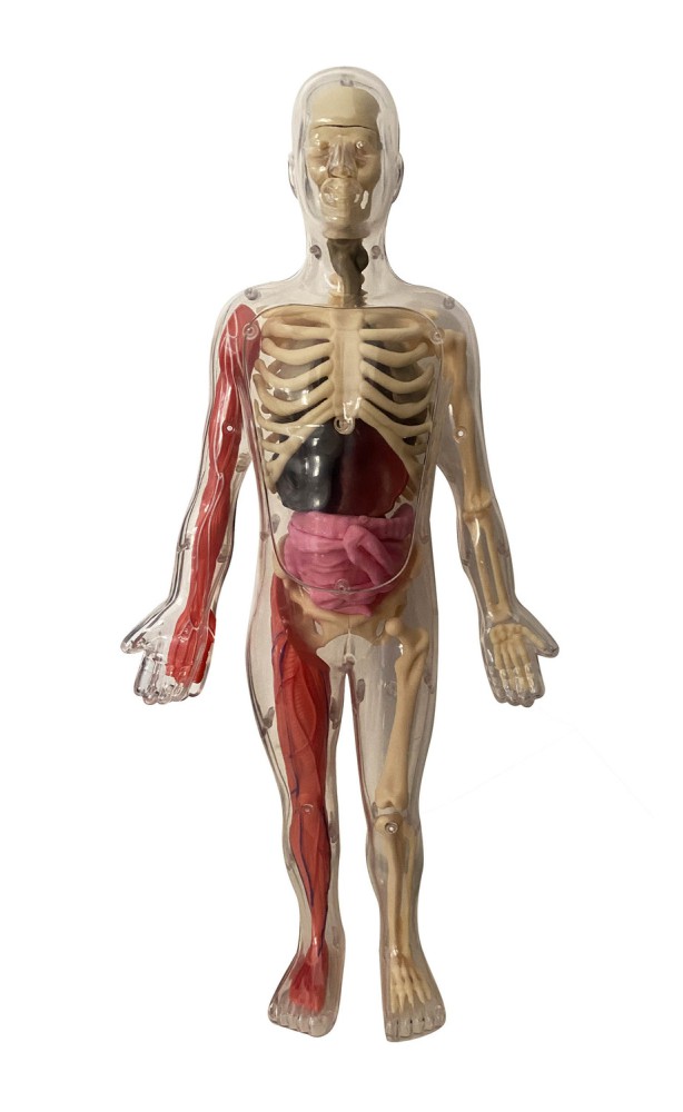 Je Découvre Le Corps Humain