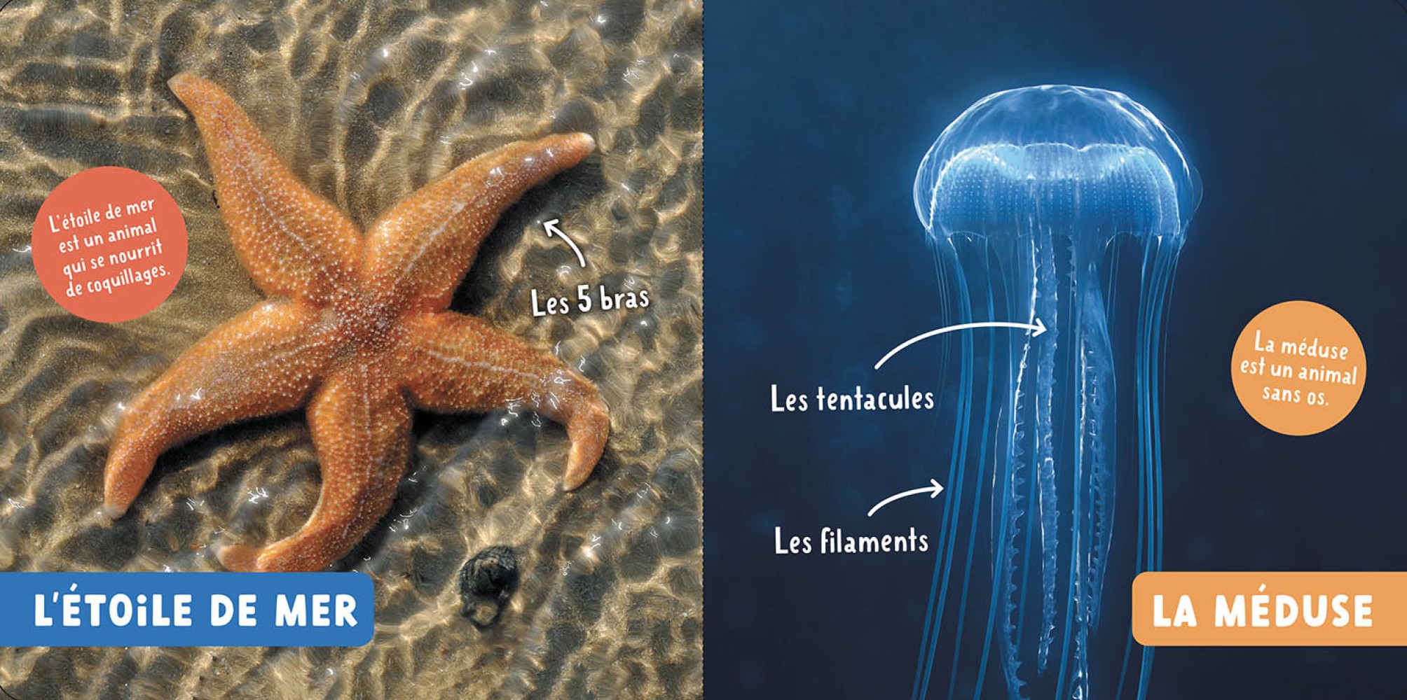 Les Animaux De La Mer