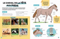 Ludoc - Découvrir Et Collectionner : Les Chevaux