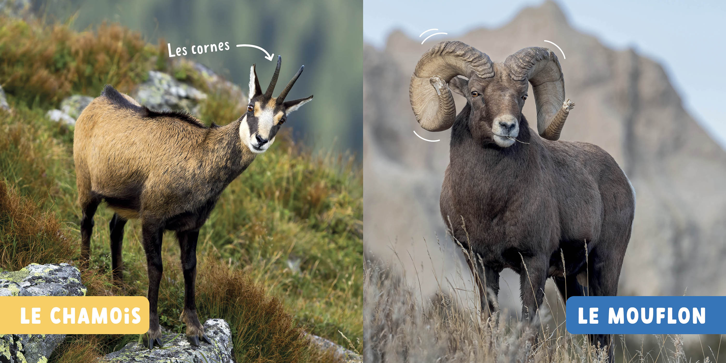 Les Animaux De La Montagne