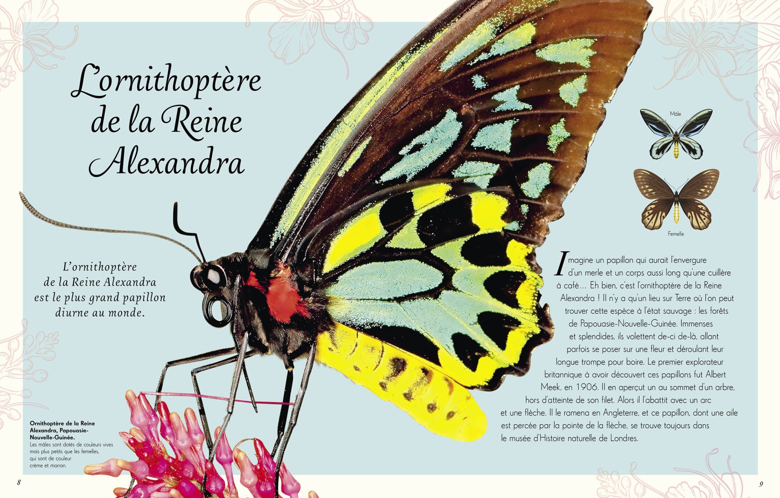 Anthologie Illustrée Des Insectes Étonnants Et Autres Petites Bêtes Anthologie Illustrée Des Insectes Étonnants Et Autres Petites Bêtes