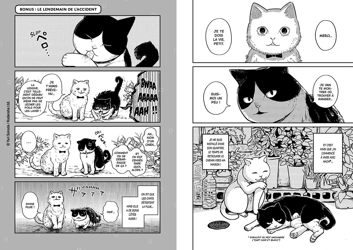 HACHI & MARURU : CHATS DES RUES T1