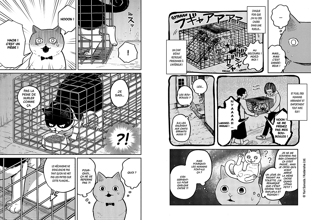 HACHI & MARURU : CHATS DES RUES T1