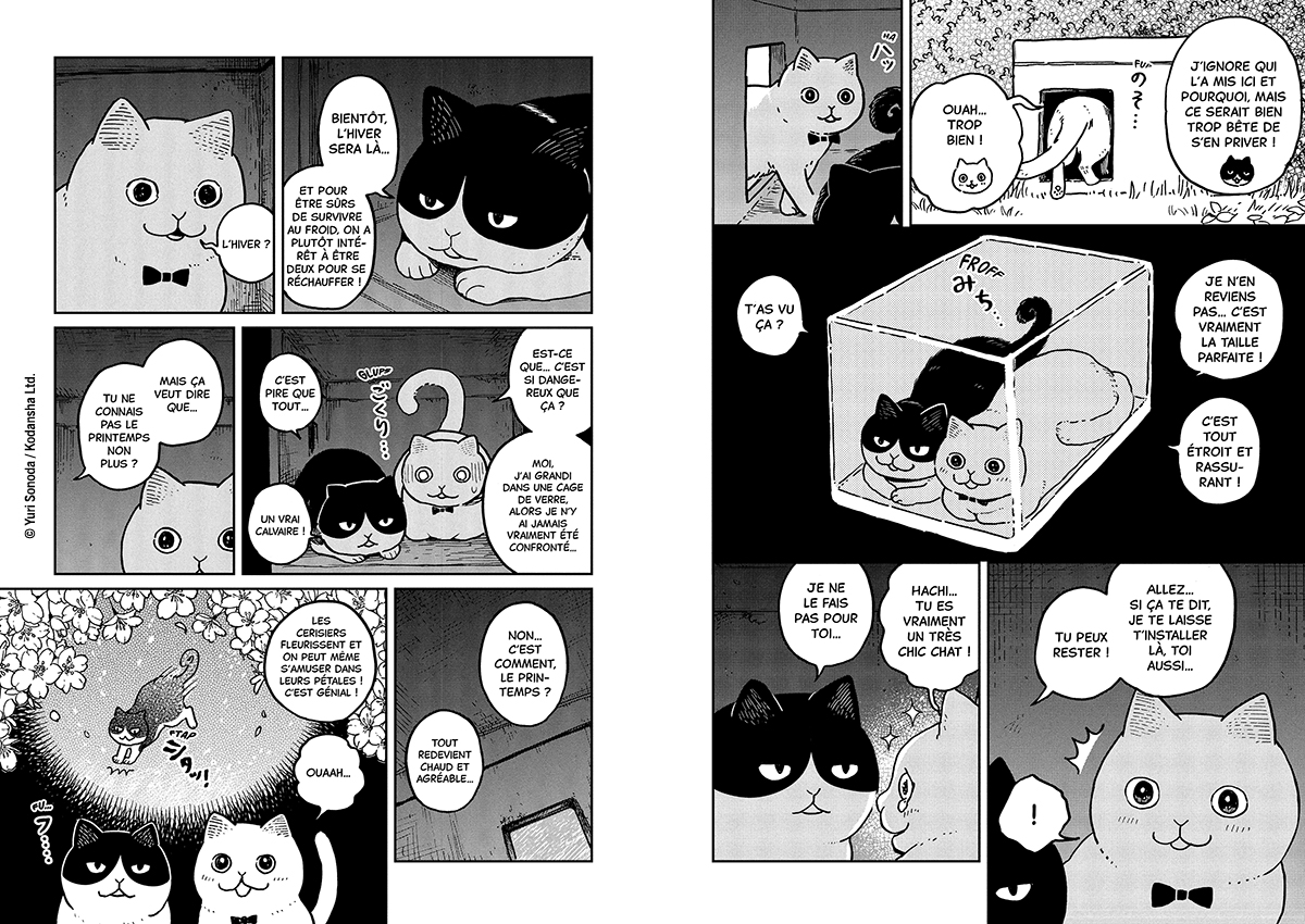 HACHI & MARURU : CHATS DES RUES T1