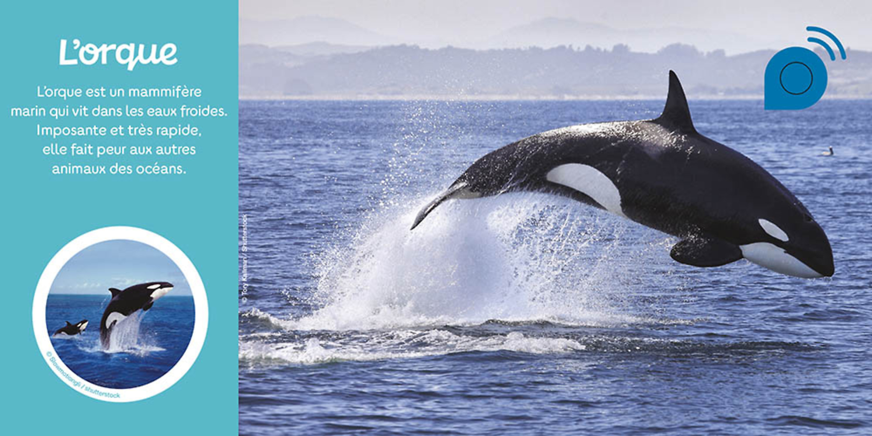 Mes Premiers Sonores - Les Animaux Du Froid Mes Premiers Sonores - Les Animaux Du Froid