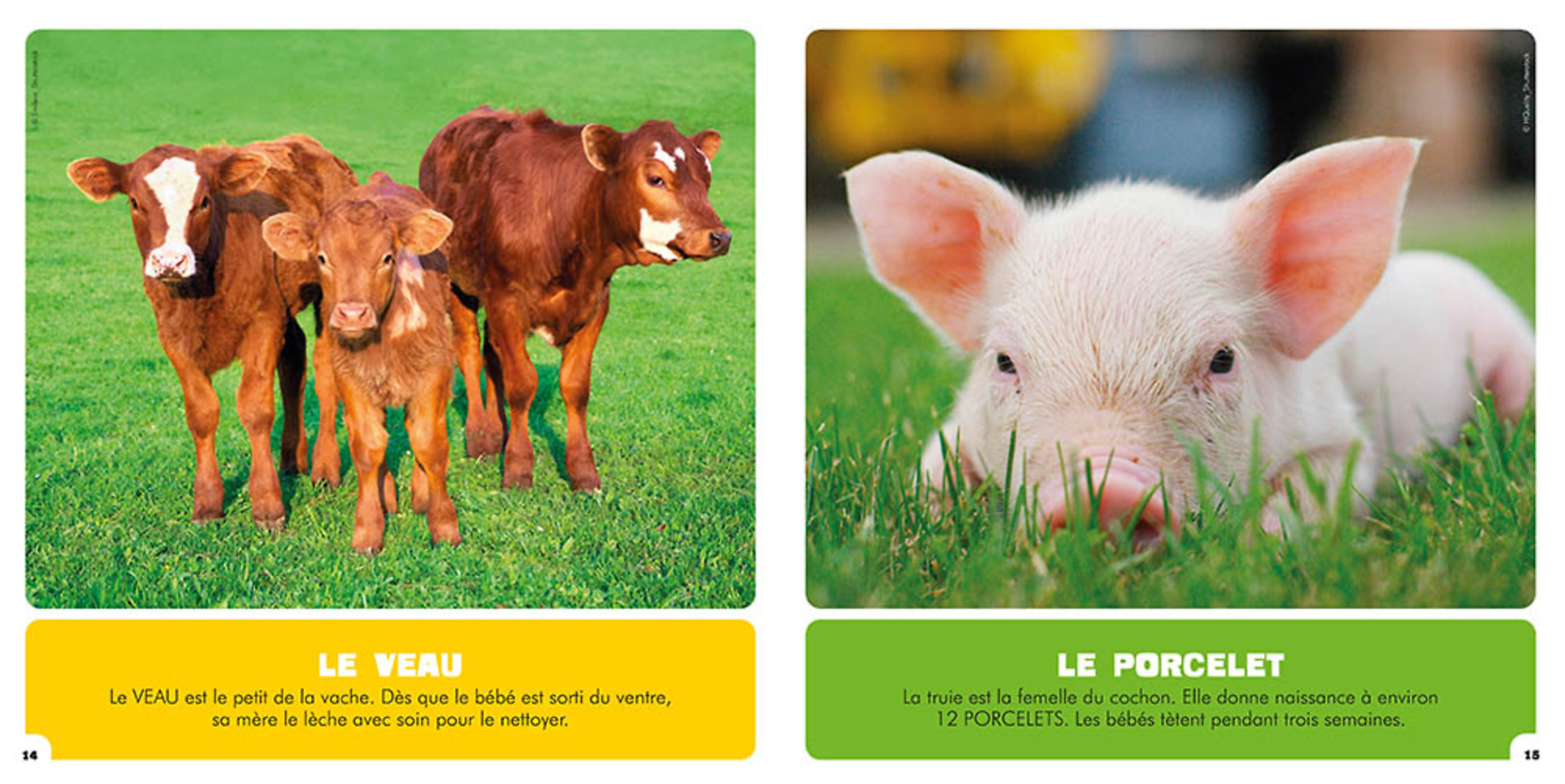 Mon Premier Doc Photo - Les Bébés Animaux Mon Premier Doc Photo - Les Bébés Animaux