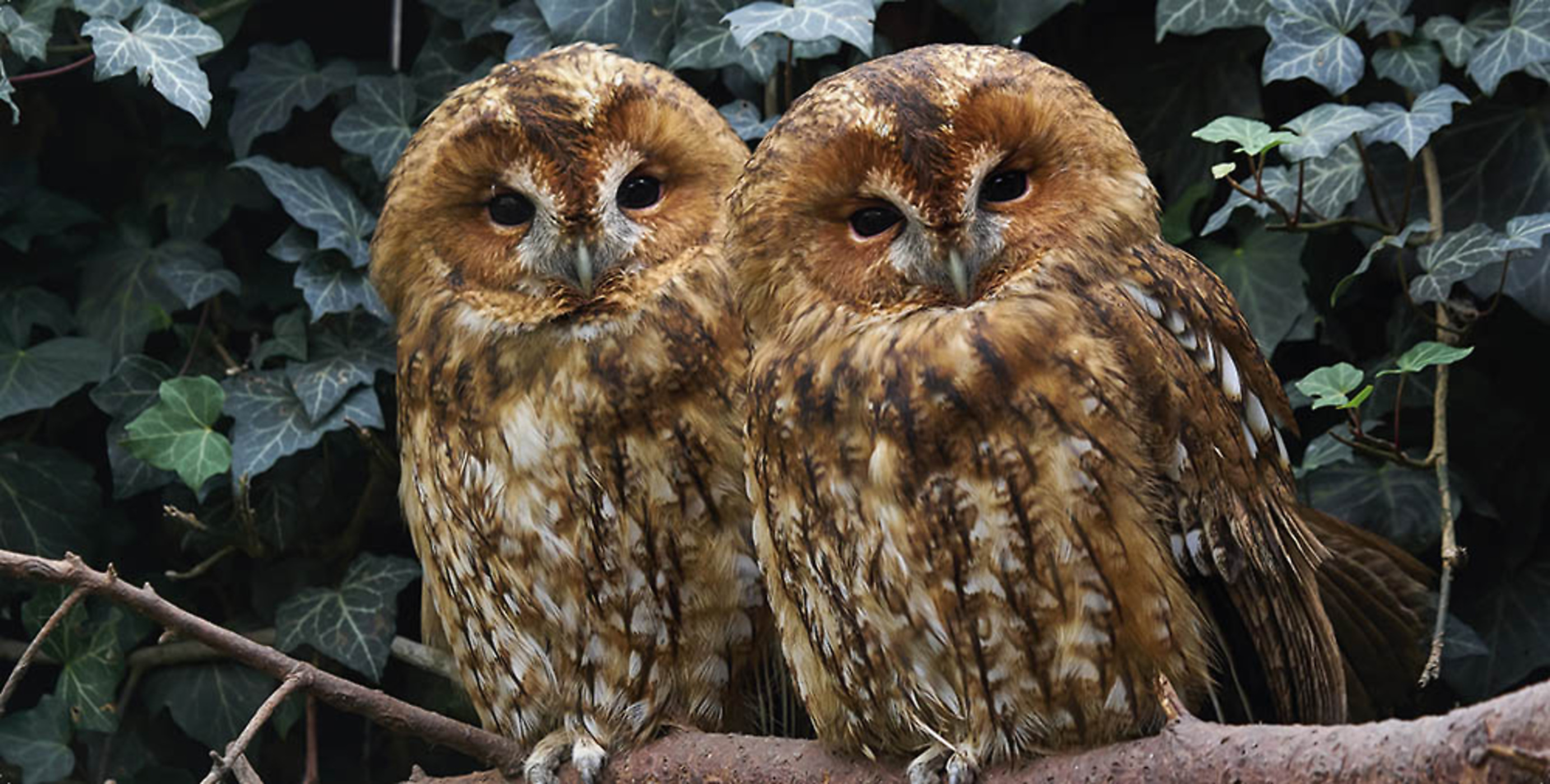 Les Animaux De Belgique Les Animaux De Belgique