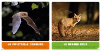 Les Animaux De Belgique Les Animaux De Belgique