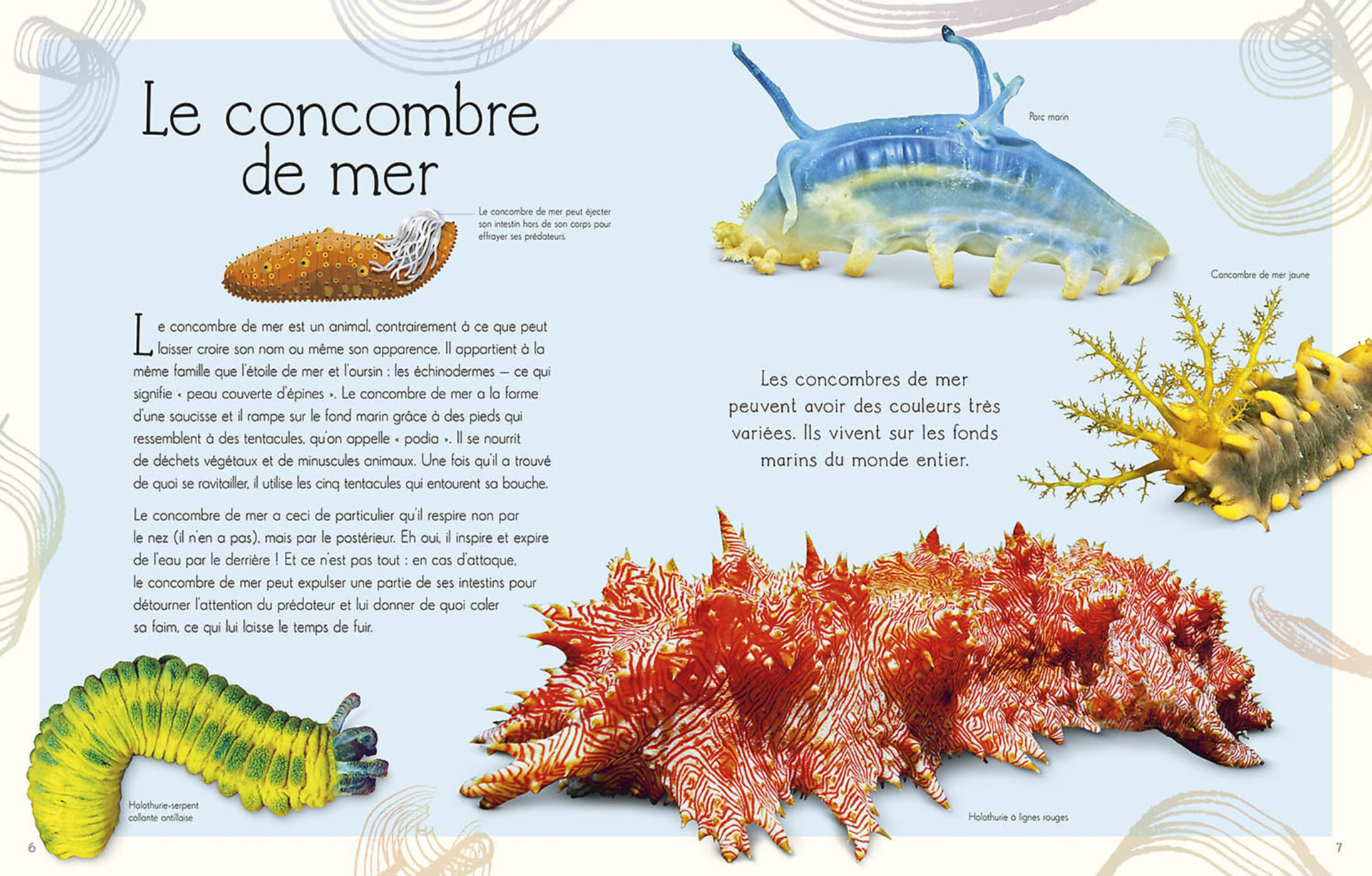 L'anthologie Illustrée Du Monde Aquatique L'anthologie Illustrée Du Monde Aquatique