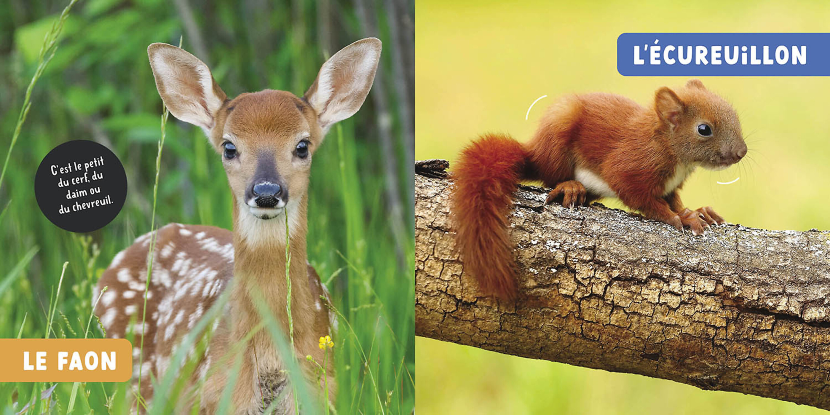 Mon Premier Doc Photo  - Les Bébés Animaux