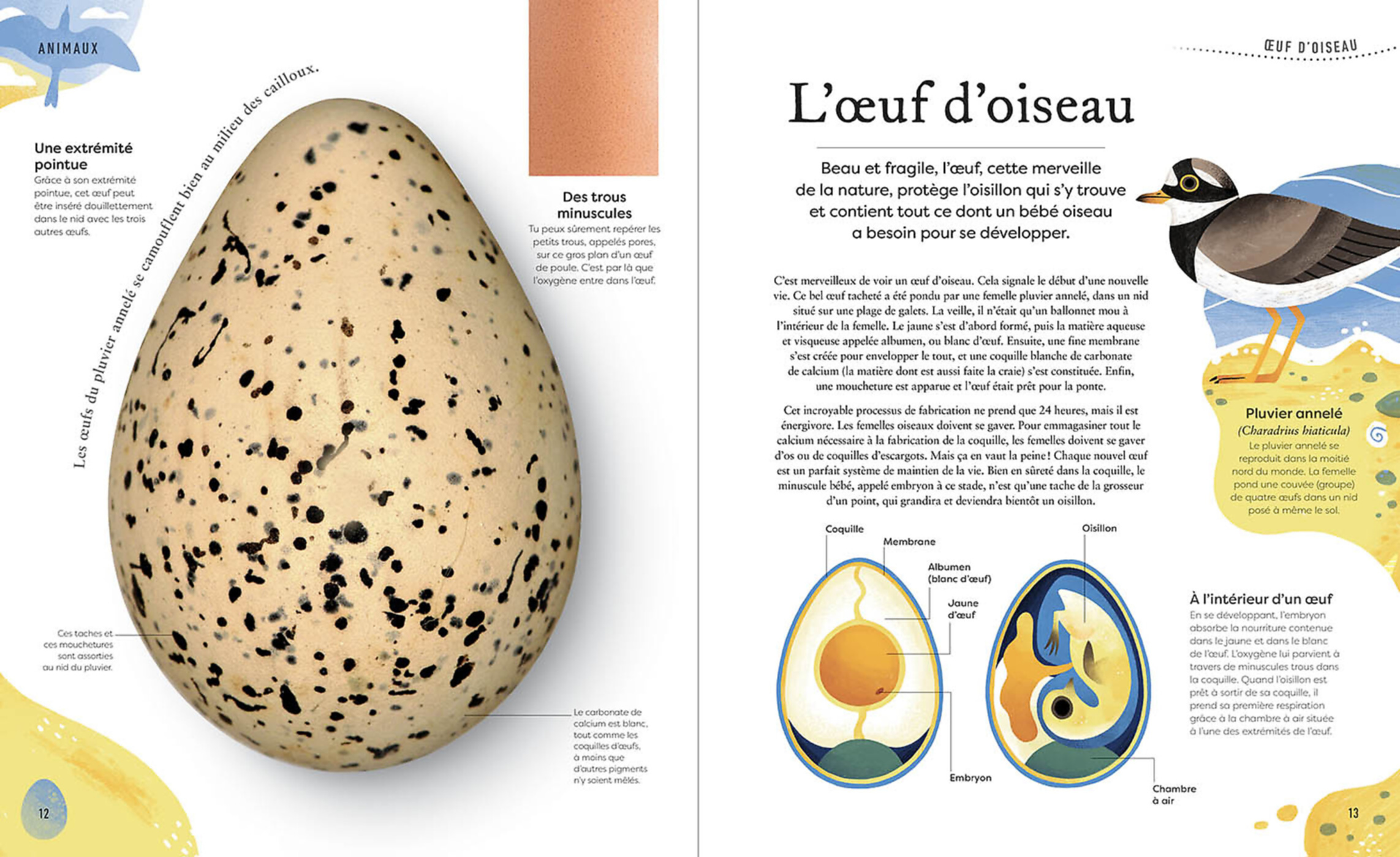 L'anthologie Insolite Des Trésors De La Nature : Roches, Nids, Plumes Et Autres Merveille S L'anthologie Insolite Des Trésors De La Nature : Roches, Nids, Plumes Et Autres Merveille S