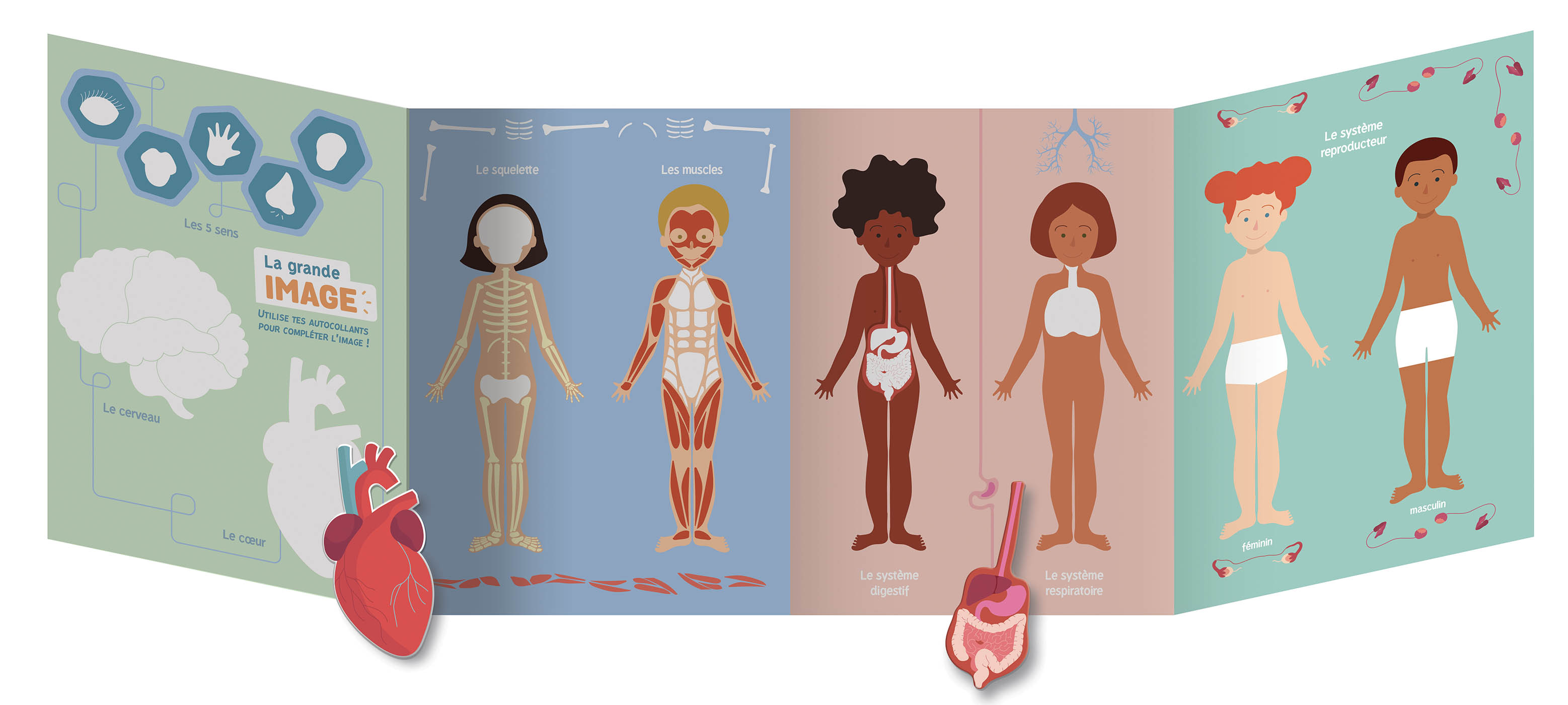 Ludoc' - Jouer - Le Corps Humain Ludoc' - Jouer - Le Corps Humain