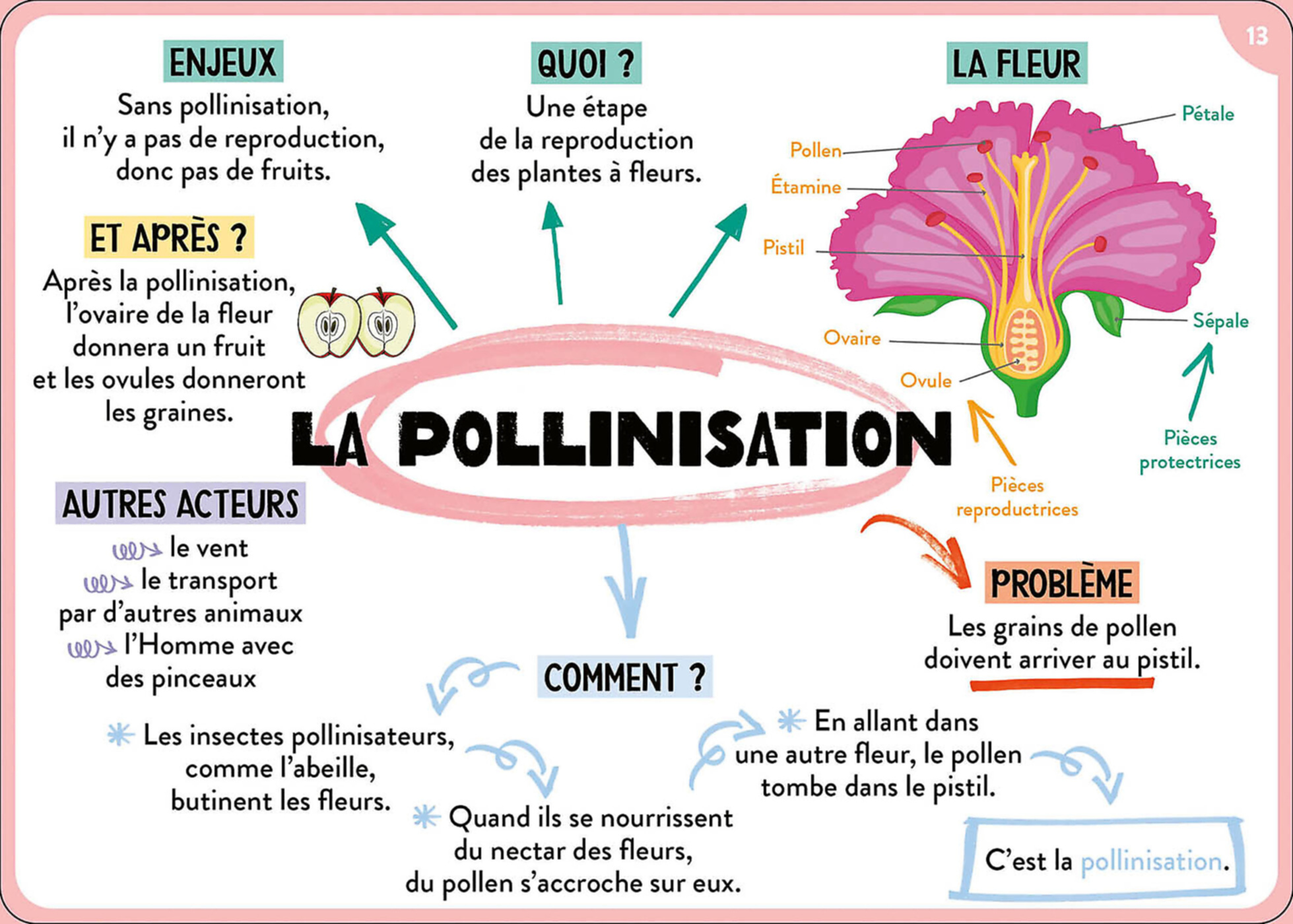 100 Cartes Mentales - Tout Le Programme De 6E 100 Cartes Mentales - Tout Le Programme De 6E
