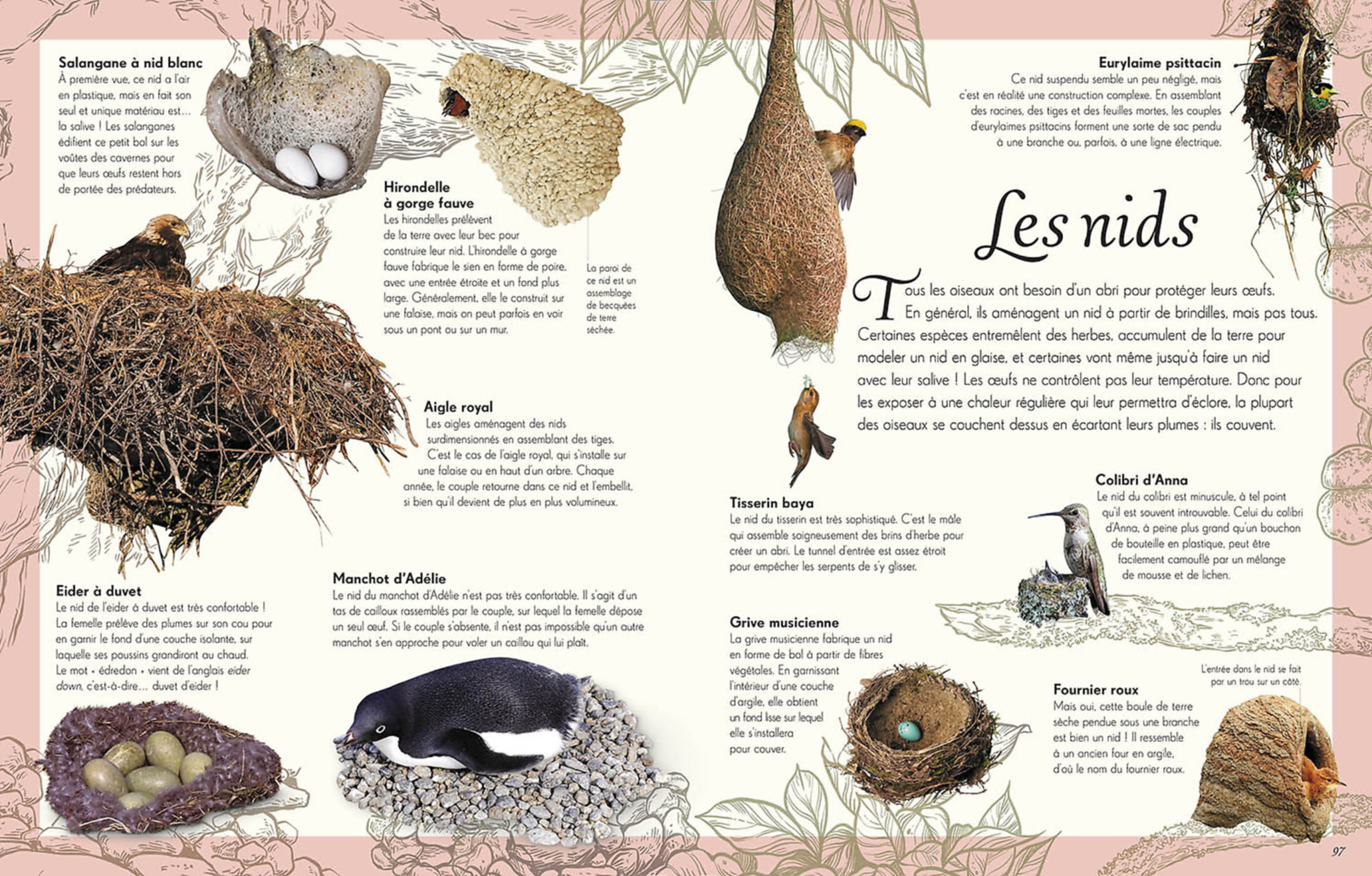 L'anthologie Illustrée Des Oiseaux Merveilleux L'anthologie Illustrée Des Oiseaux Merveilleux