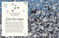 L'anthologie Illustrée Des Oiseaux Merveilleux