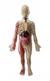 Je Découvre Le Corps Humain Je Découvre Le Corps Humain