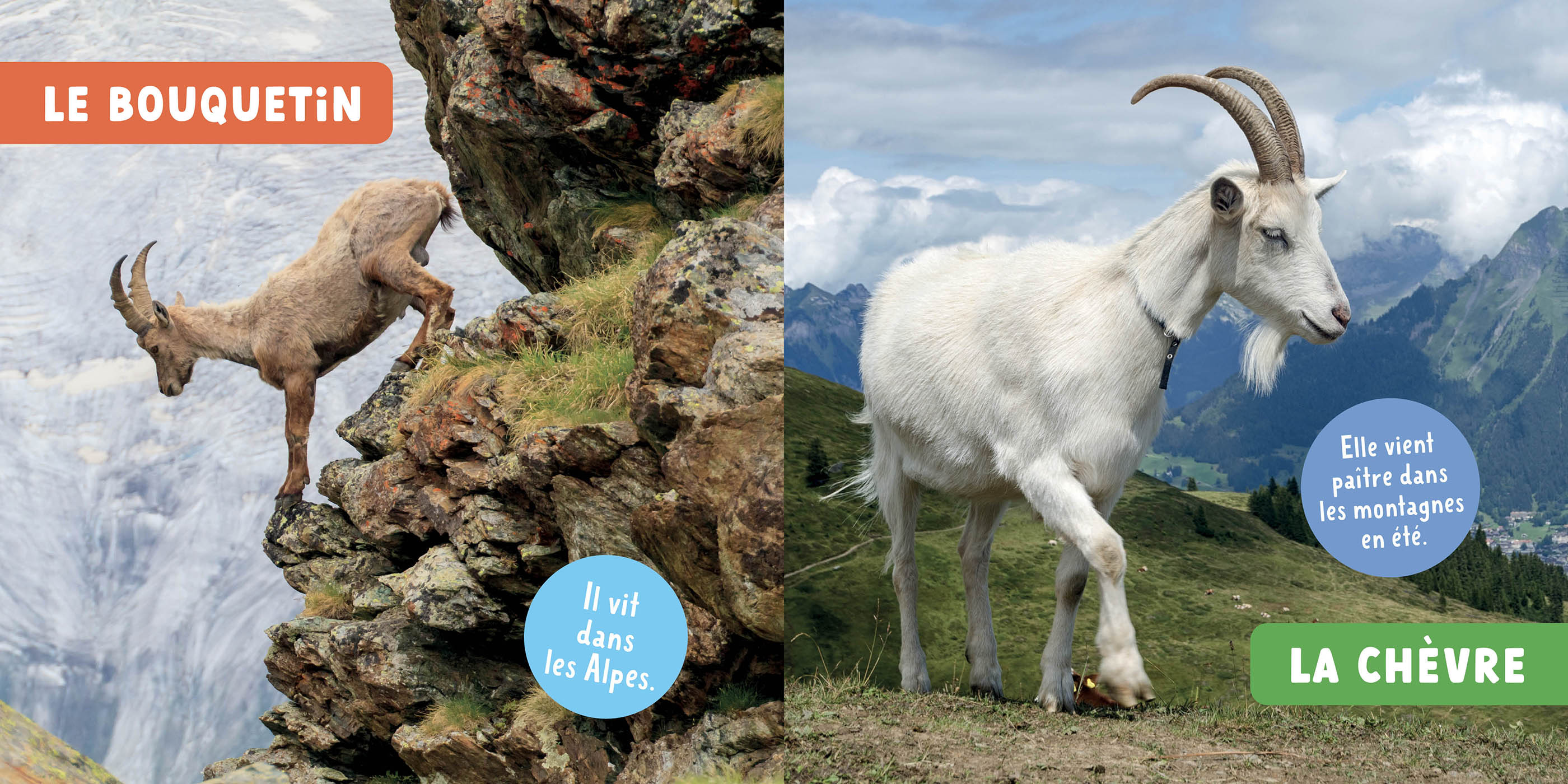 Mon Premier Doc Photo - Les Animaux De La Montagne Mon Premier Doc Photo - Les Animaux De La Montagne